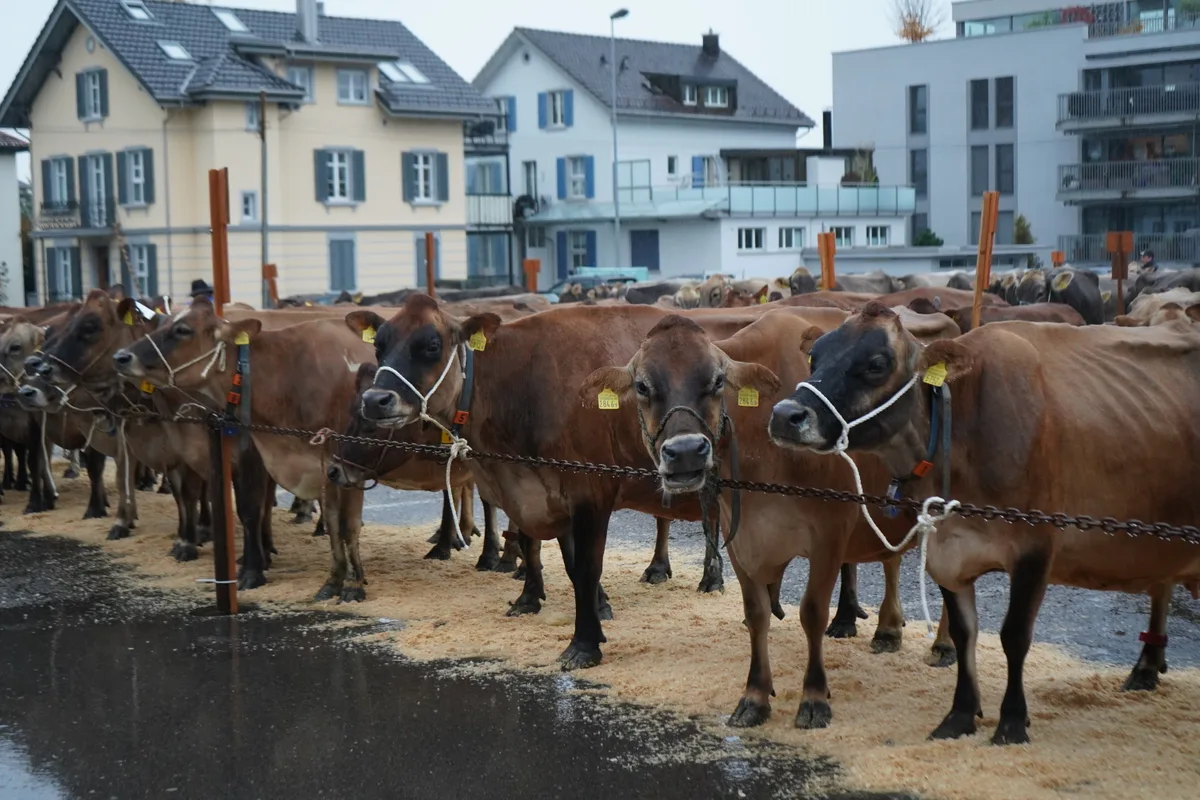 Landwirte und Kühe an der Viehschau Hinwil
